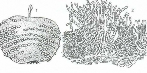 Trulež voća - mjere liječenja i suzbijanja monilioze na stablu jabuke